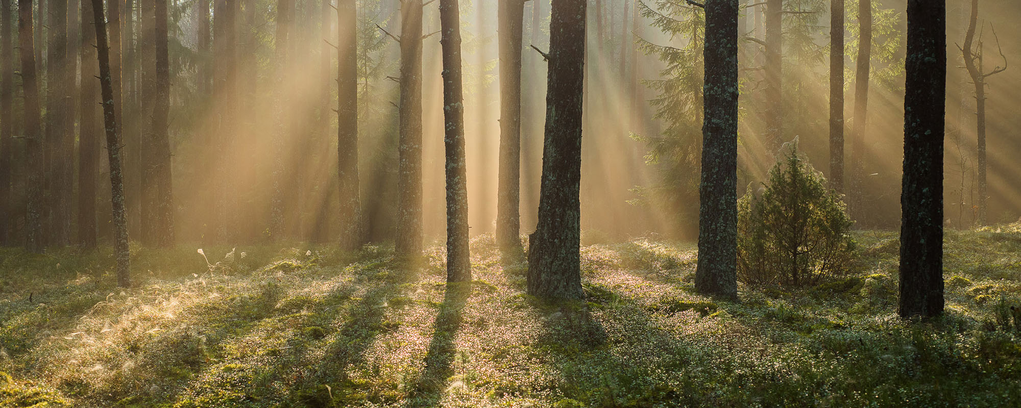 Forest 2000X800